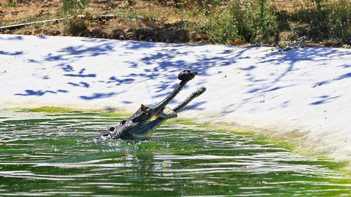 A gharial, the critically endangered fish-eating crocodilian known for its needle-thin snout, feeds in its enclosure at Nahargarh Biological Park near Jaipur, Rajasthan. (Photo: PTI)