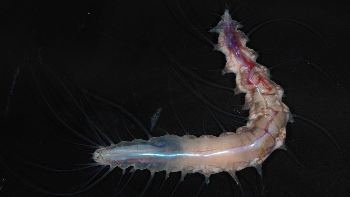 A bristle worm found living inside a glass sponge off the coast of Japan at around 2,600 feet below the surface. The glass sponge's silica skeleton gives it a translucent, castle-like appearance. (Photo: The Nippon Foundation-Nekton Ocean Census/JAMSTEC)