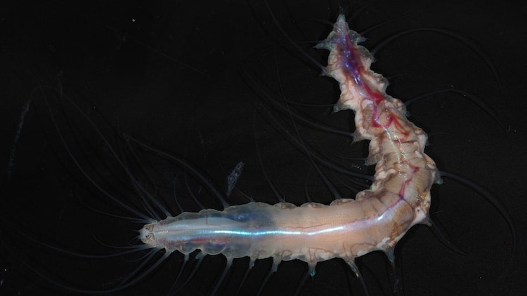 A bristle worm found living inside a glass sponge off the coast of Japan at around 2,600 feet below the surface. The glass sponge's silica skeleton gives it a translucent, castle-like appearance. (Photo: The Nippon Foundation-Nekton Ocean Census/JAMSTEC)