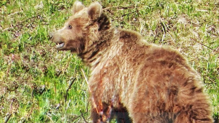 The Himalayan brown bear is a subspecies of the brown bear found above 2,500 metres in the high Himalayas. Classified as Critically Endangered in India and protected under Schedule I of the Wildlife Protection Act, 1972, adults can weigh up to 250 kilograms, according to the Himachal Pradesh Forest Department.