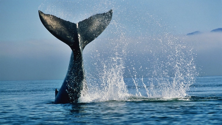 Humpback whale