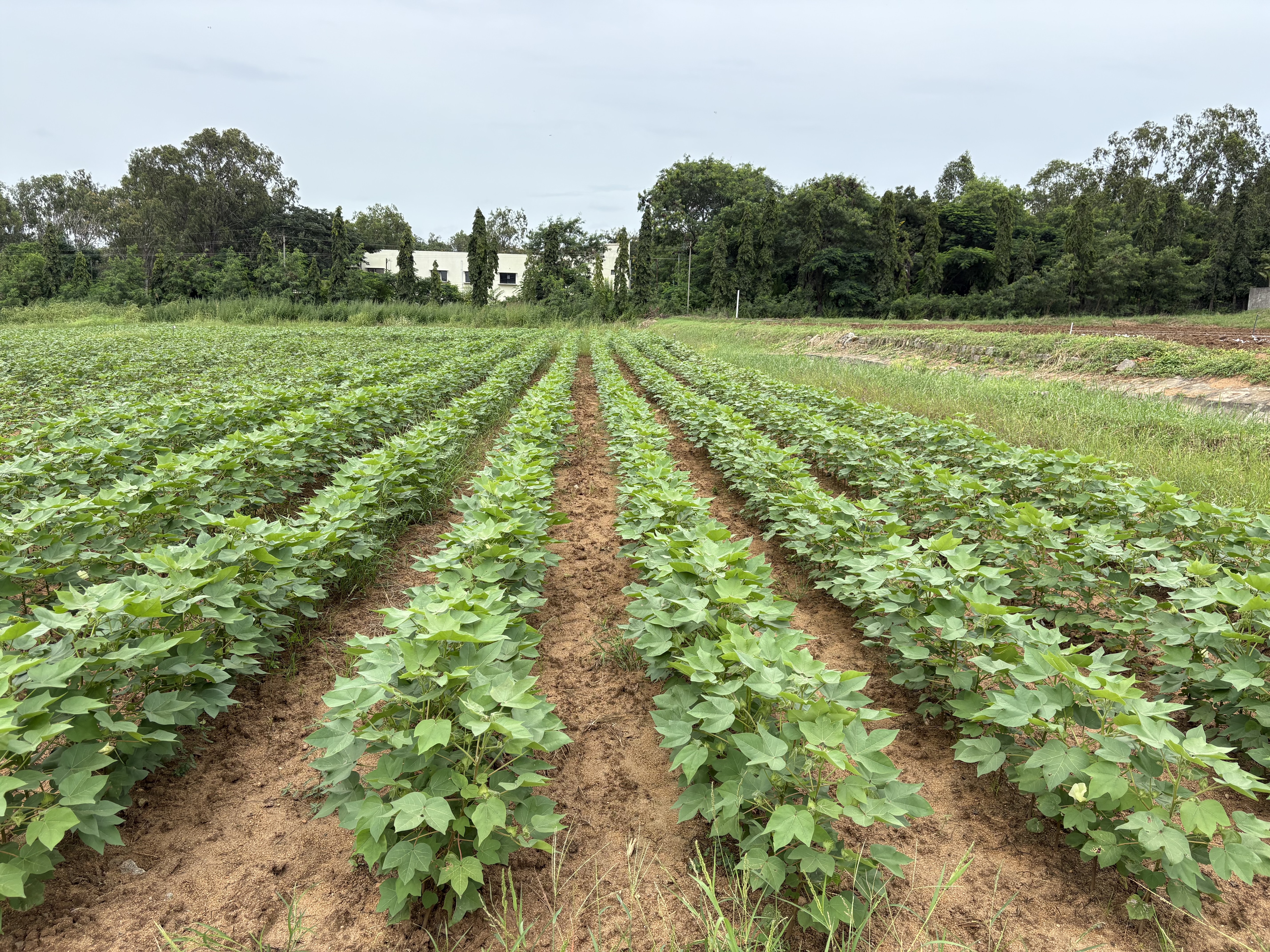 A Bt cotton field at peak flowering. Around 90 per cent of India's cotton acreage now grows from Bt seed, the only genetically modified crop ever approved for commercial cultivation in the country. (Photo: Special arrangement)