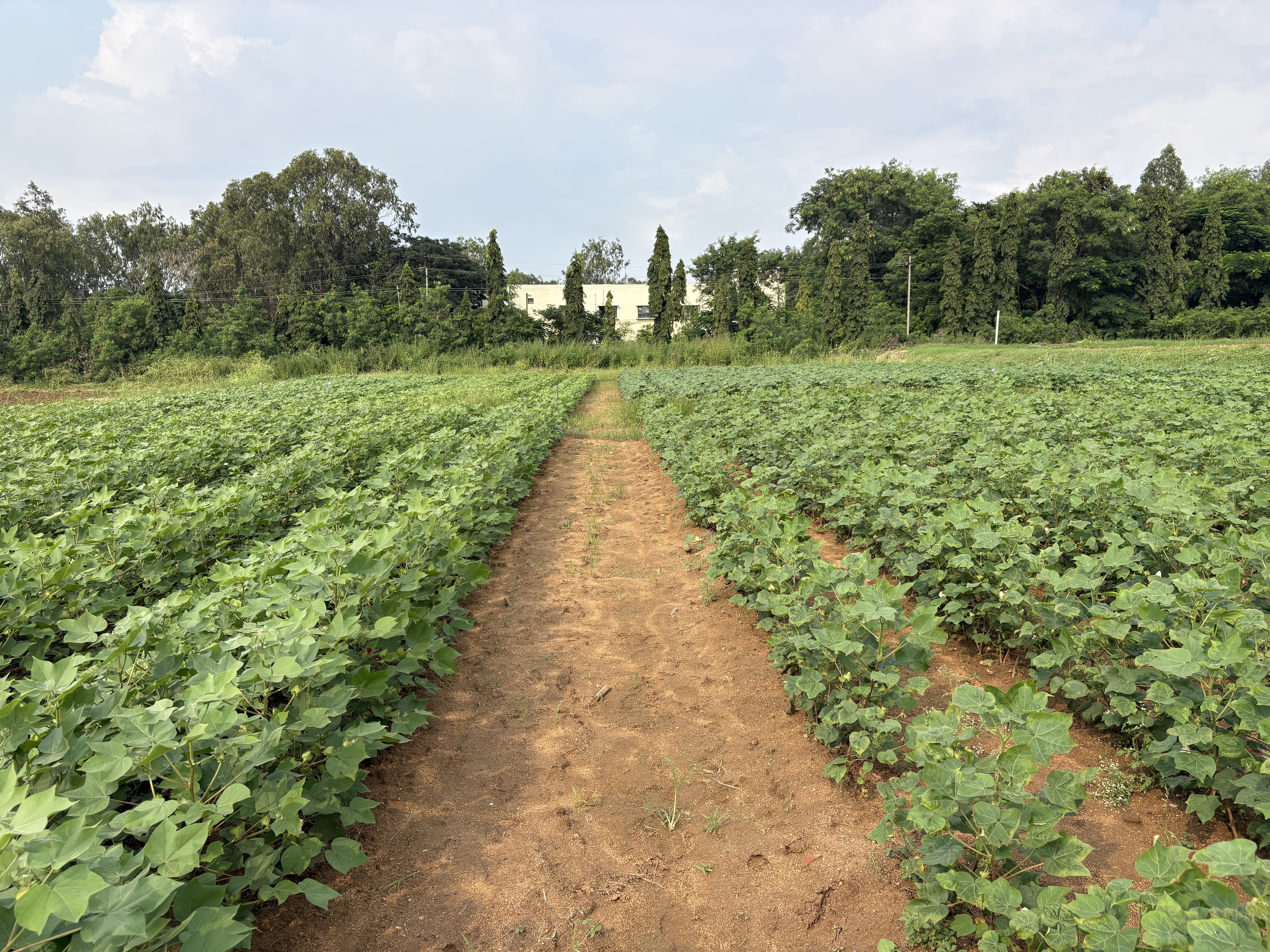 A non-Bt cotton field, the kind that was meant to be planted along the borders of every Bt cotton plot as part of the refuge strategy to slow the pink bollworm's evolution of resistance. (Photo: Special arrangement)