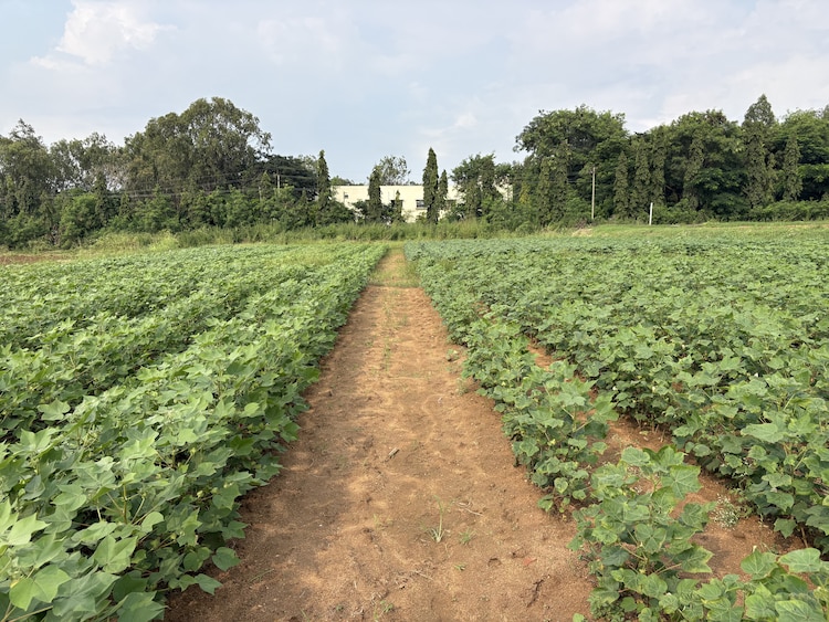 A non-Bt cotton field, the kind that was meant to be planted along the borders of every Bt cotton plot as part of the refuge strategy to slow the pink bollworm's evolution of resistance. (Photo: Special arrangement)