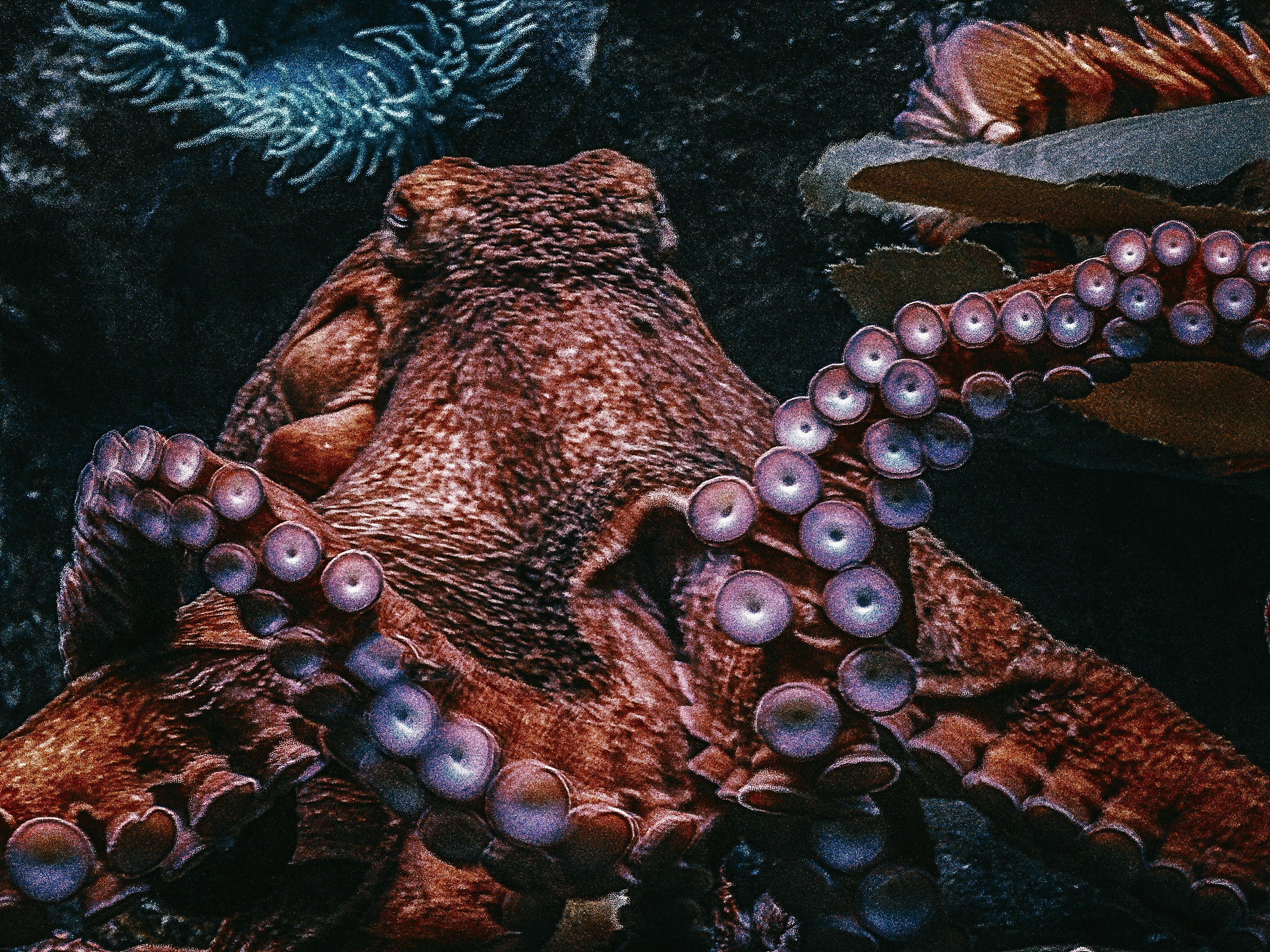Octopuses are solitary animals and fiercely territorial, rarely sharing space with another of their kind. (Photo: Unsplash)