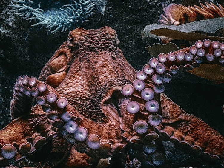 Octopuses are solitary animals and fiercely territorial, rarely sharing space with another of their kind. (Photo: Unsplash)