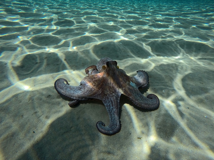An octopus rests on a bed of sand, its skin rippling with shifting patterns of light and dark. Scientists believe these displays may serve as communication, though much about octopus behaviour remains unknown. (Photo: Unsplash)