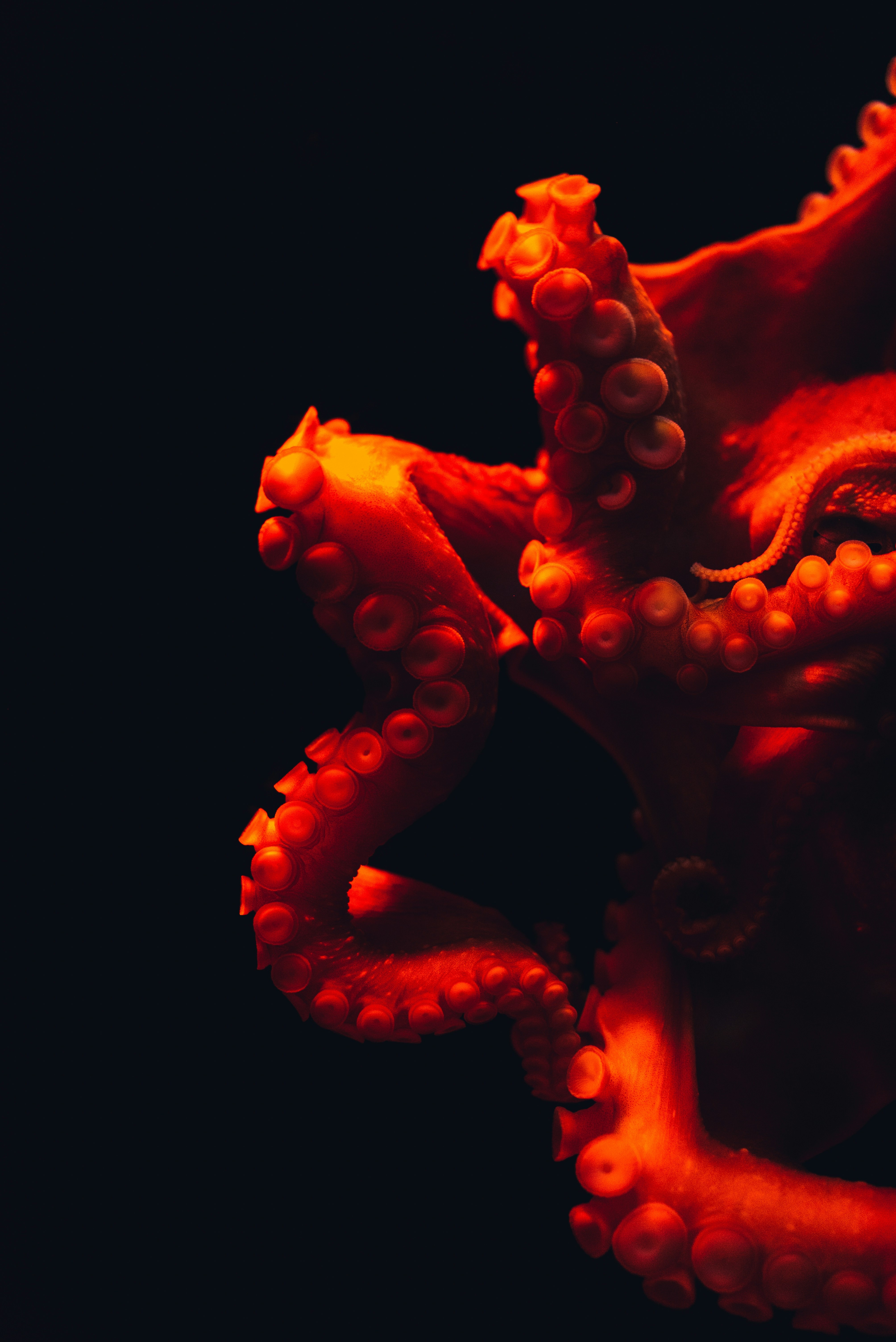 An octopus changes colour in an instant, a feat controlled not by its brain but by thousands of pigment-filled cells called chromatophores embedded across its skin. (Photo: Unsplash)