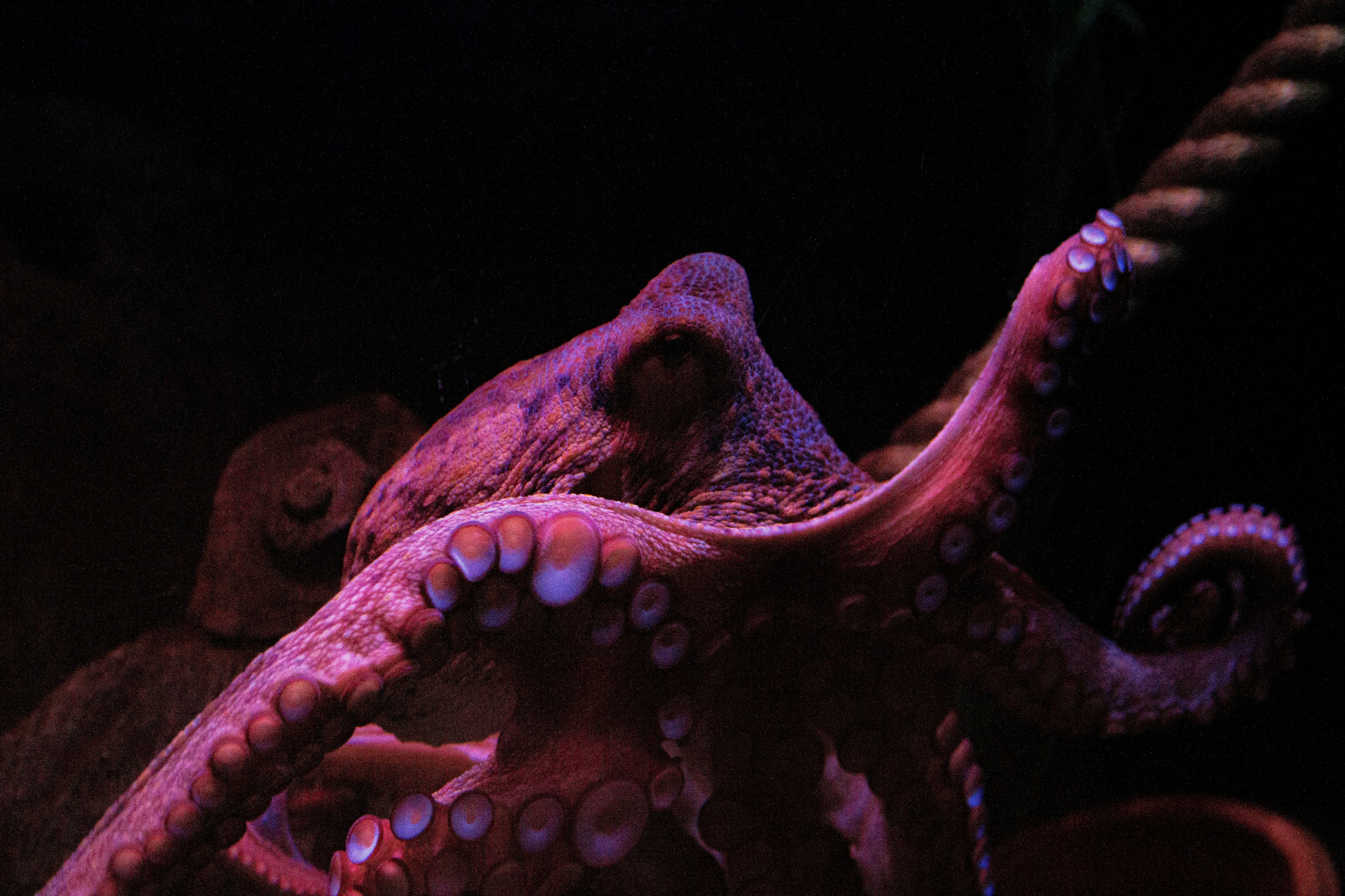 An octopus extends one of its arms toward an unfamiliar object. Each arm contains its own cluster of neurons, which means it can explore and react to the world around it without waiting for instructions from the brain. (Photo: Unsplash)