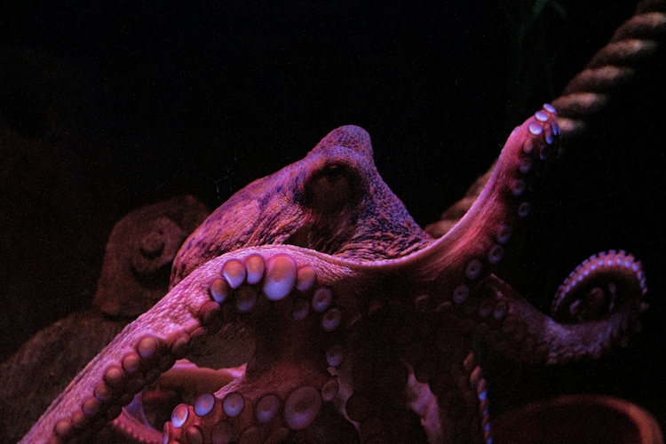 An octopus extends one of its arms toward an unfamiliar object. Each arm contains its own cluster of neurons, which means it can explore and react to the world around it without waiting for instructions from the brain. (Photo: Unsplash)