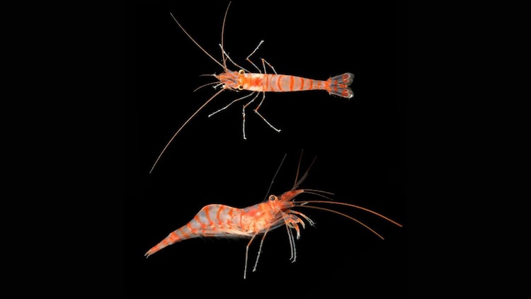 The Mediterranean Shrimp (Photo: The Nippon Foundation-Nekton Ocean Census/Hossein Ashrafi)