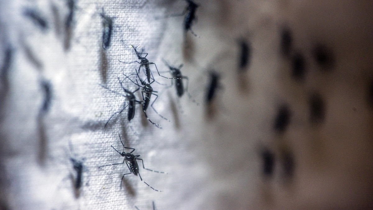 Mosquito