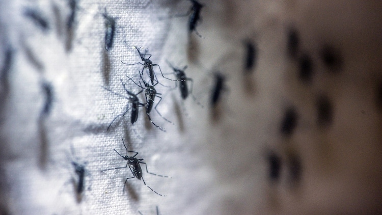Mosquito