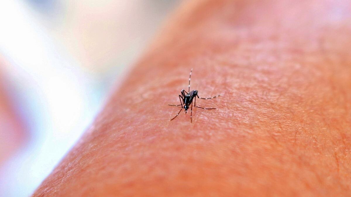 Mosquito