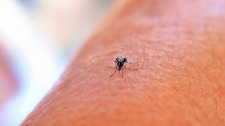 Mosquito