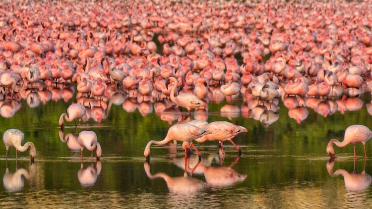Pink flamingos feed with their beaks submerged upside-down, pumping water through comb-like structures called lamellae. (Photo: PTI)