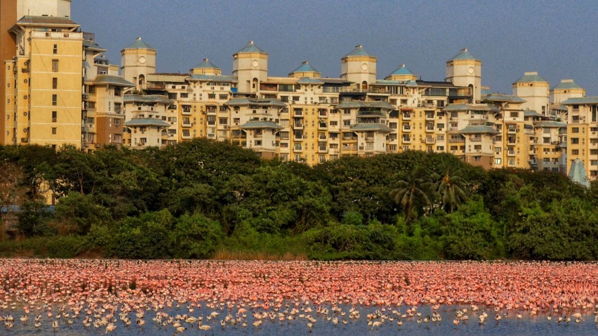 Flamingos move between Thane Creek's intertidal mudflats and inland satellite wetlands like the NRI Complex lake in a daily rhythm governed entirely by the tides, a behaviour ecologists describe as a double habitat system. (Photo: PTI)