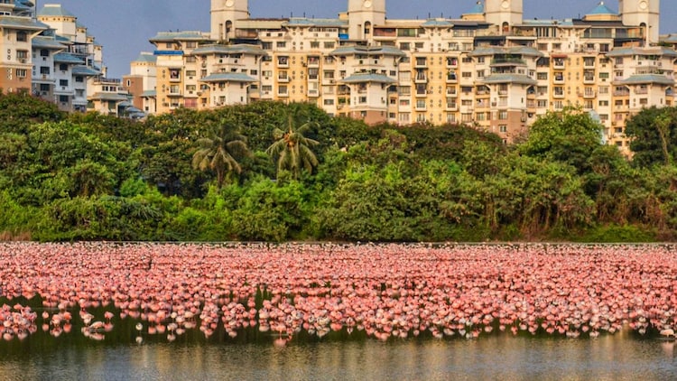 Mumbai didn't plan to become a flamingo paradise. Urban sewage fed blue-green algae blooms on tidal mudflats, and the birds followed the food. The science behind one of India's most spectacular natural phenomena. (Photo: PTI)