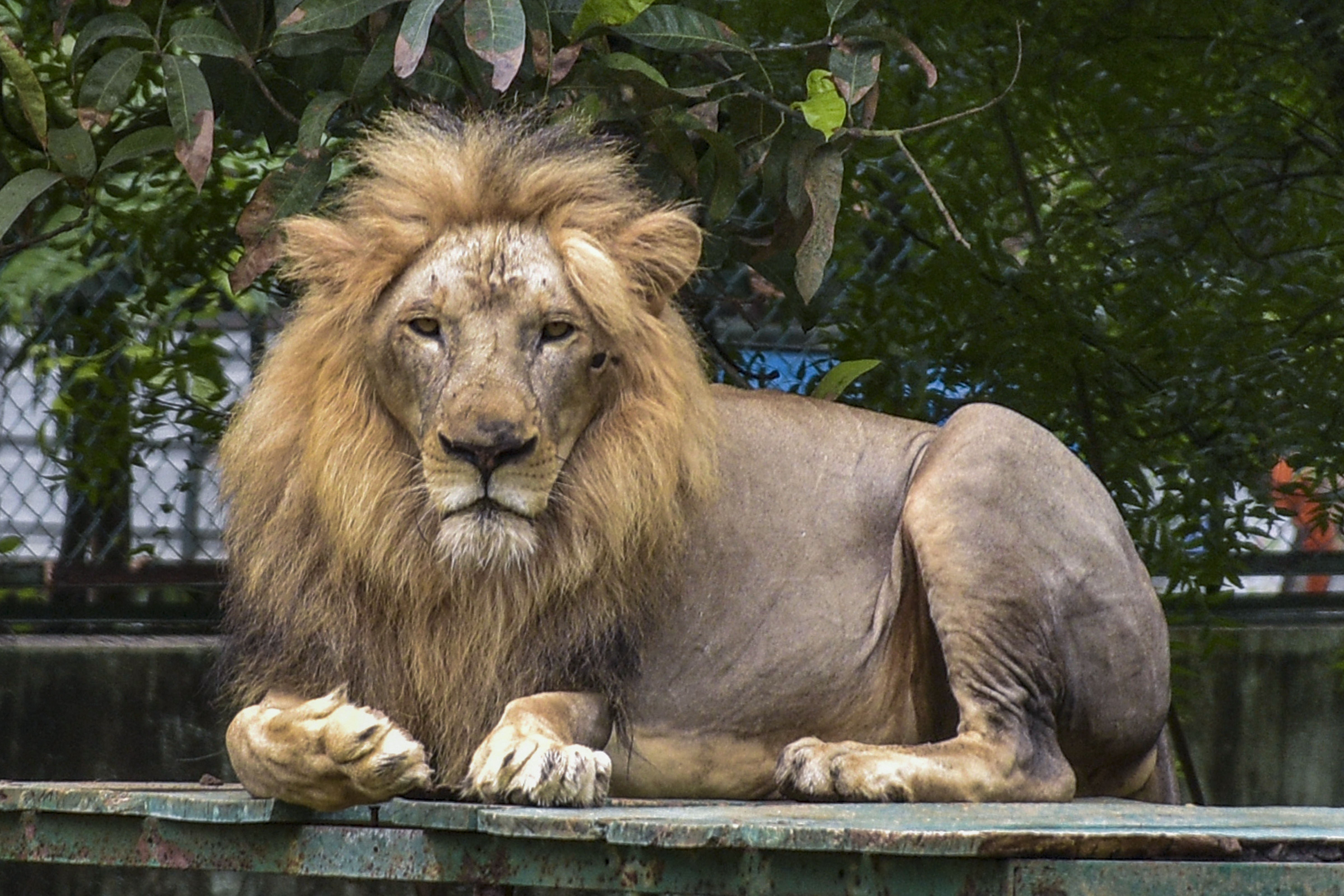 Asiatic lions in Gujarat descended from a population of fewer than 50 individuals in the early 20th century. That historic crash left them with dangerously low genetic diversity, weakening their long-term survival odds. (Photo: PTI)