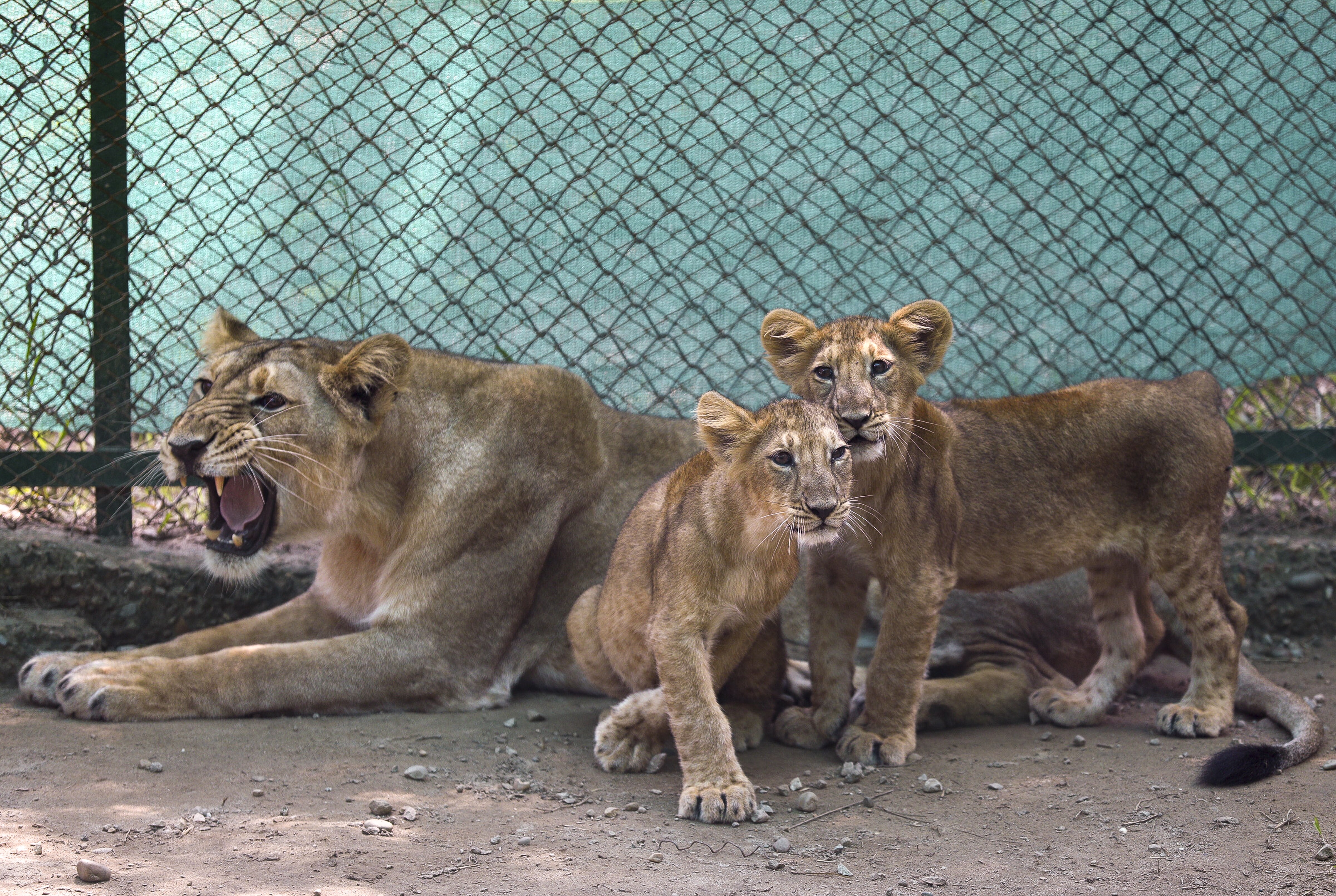 The rugged hills of Barda Wildlife Sanctuary in Saurashtra, Gujarat, now home to 17 Asiatic lions after 143 years of absence. It has been designated Satellite Population 8 under Project Lion. (Photo: PTI)
