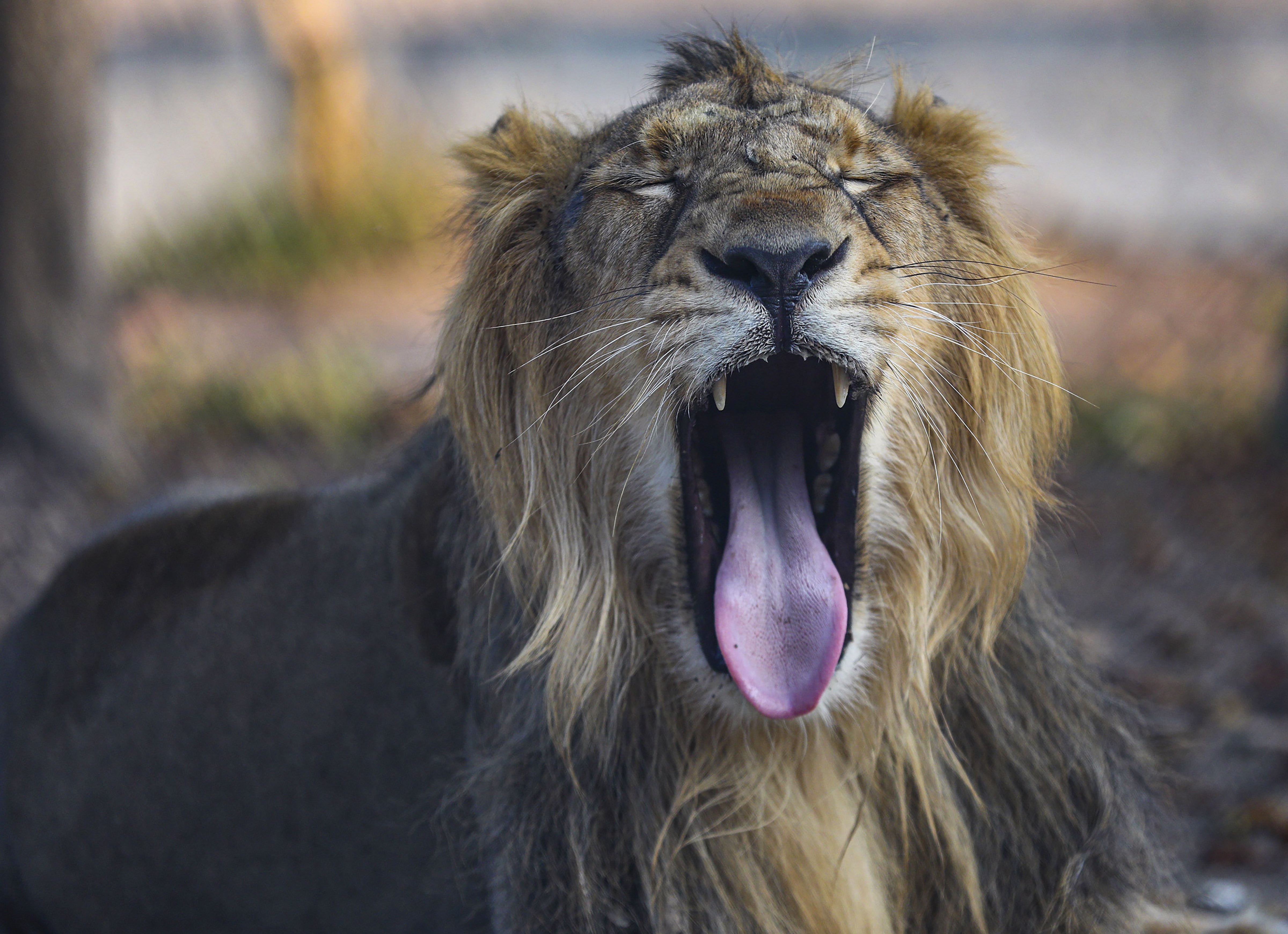 Over 507 of Gujarat's 891 Asiatic lions now live outside the Gir Protected Area, roaming farmland, railway corridors, and human settlements. The forest has long crossed its ecological ceiling. (Photo: PTI)