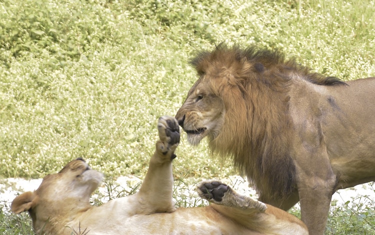 Asiatic lions at Gir National Park, Gujarat, the only place on Earth where the species survives in the wild. A 2018 Canine Distemper Virus outbreak killed 28 lions and exposed the catastrophic risk of having an entire species in one forest. (Photo: PTI)