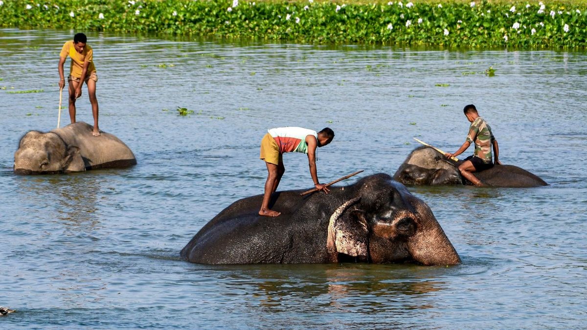 Heavy pre-monsoon showers cause localised waterlogging in Assam. (Photo: PTI)