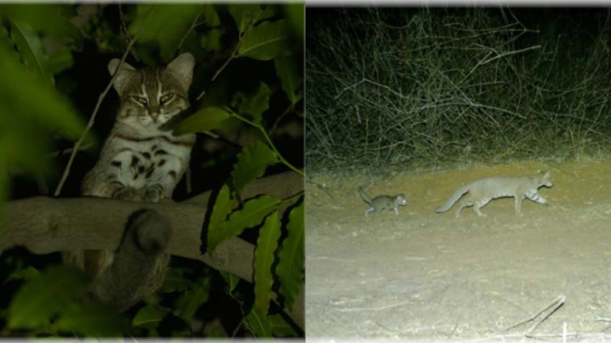 The Rusty-spotted cat perches on a False Ashoka tree in Kot Village, Faridabad, showing how urban green spaces can serve as unexpected wildlife habitats. (Photo: Yatin Verma & Tejveer Mavi)