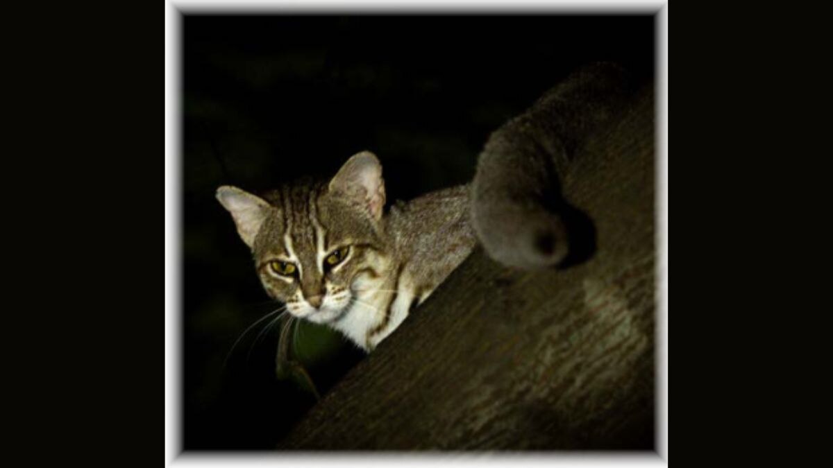 A rusty-spotted cat has been spotted in Kot Village, the first photographic proof of breeding in Delhi NCR. (Photo: Yatin Verma & Tejveer Mavi)