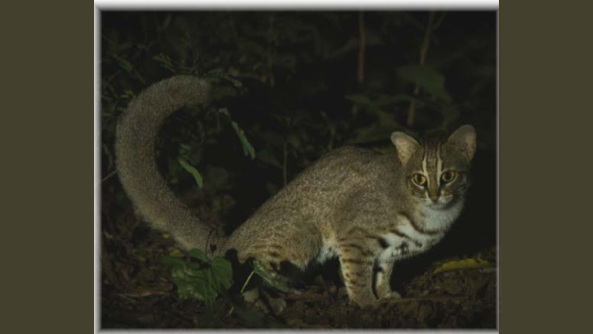 Nocturnal sightings of the world's smallest wild cat in the Aravalli Hills scrubland, a landscape under constant pressure from urbanisation and quarrying. (Photo: Yatin Verma & Tejveer Mavi)