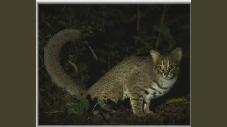 Nocturnal sightings of the world's smallest wild cat in the Aravalli Hills scrubland, a landscape under constant pressure from urbanisation and quarrying. (Photo: Yatin Verma & Tejveer Mavi)