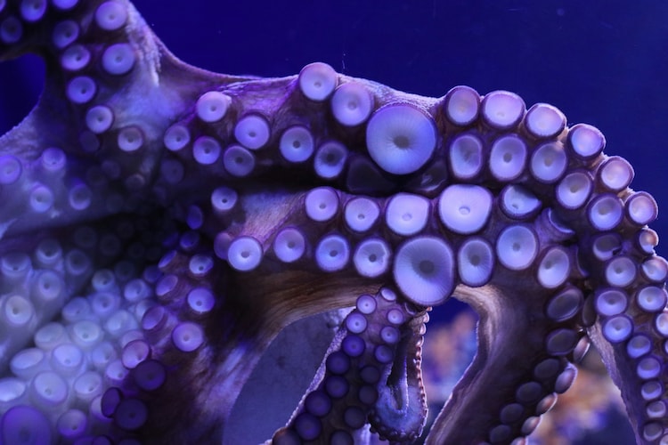 An octopus in the wild, navigating coral. With an estimated 500 million neurons distributed between its brain and arms, it is considered one of the most intelligent invertebrates on the planet. (Photo: Unsplash)