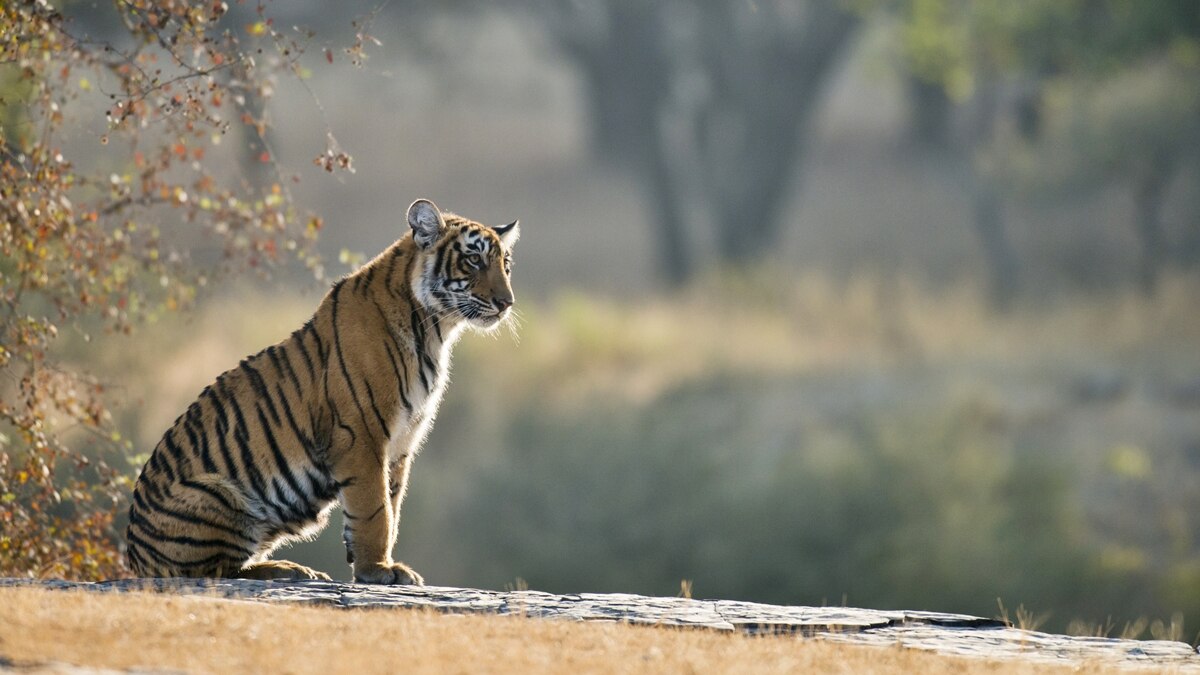 Tiger