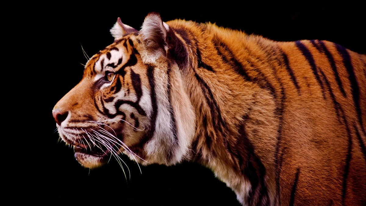 Tiger