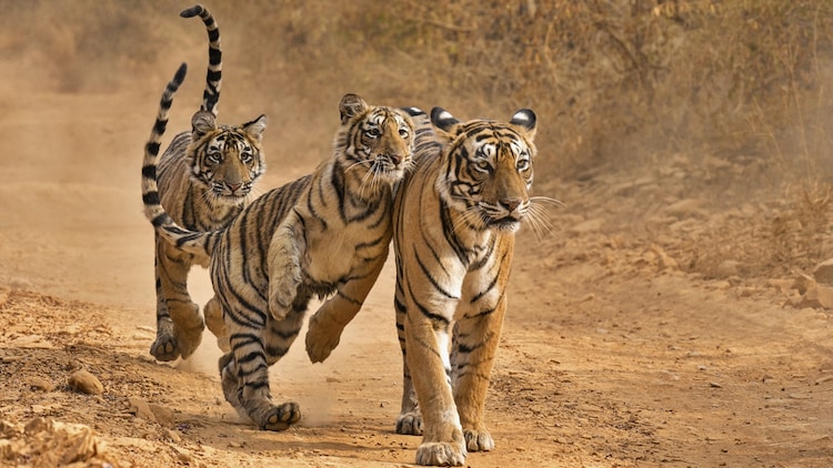 Tiger