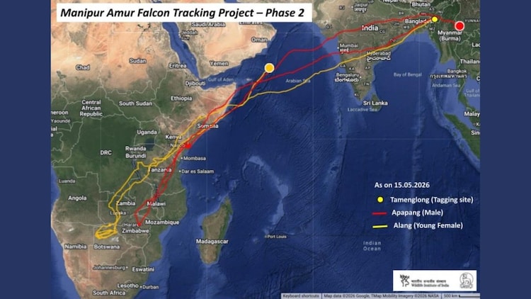 The Manipur Amur Falcon Tracking Project map, as on May 15, 2026, showing the real-time migration routes of satellite-tagged Apapang (red) and Alang (yellow) from their wintering grounds in southern Africa, across Somalia and over the Arabian Sea, all the way back to their breeding grounds in the Far East. This is a journey of nearly 6,000 km non-stop over open ocean. (Photo: X/@byadavbjp)