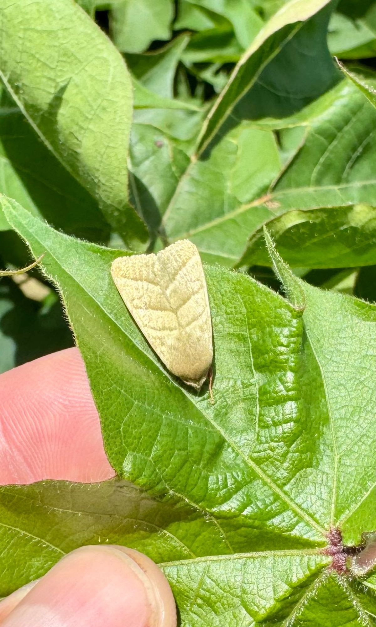 A tobacco budworm, Chloridea virescens, resting on a cotton leaf, one of the major bollworm pests that Bollgard-II's Cry1Ac and Cry2Ab toxins still effectively control in Indian fields. (Photo: X/@DominicDReisig)