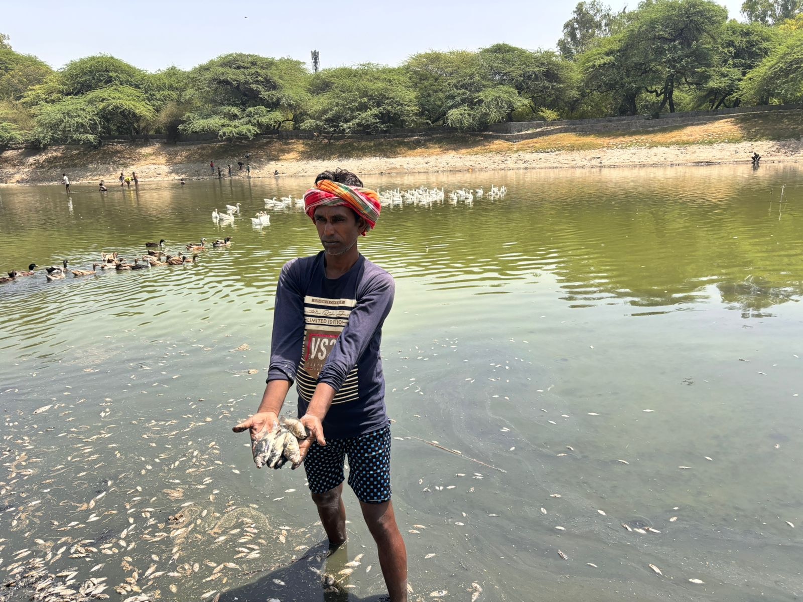 A cleaner holds up dead fish removed from the stagnant, murky green waters of Sanjay Lake, where oxygen levels have plummeted due to intense heat. (Photo: Shivani Sharma/India Today)