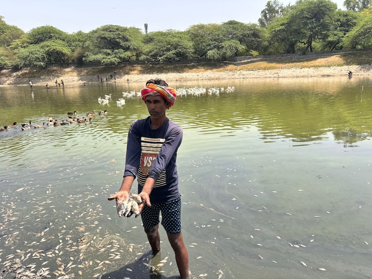 A cleaner holds up dead fish removed from the stagnant, murky green waters of Sanjay Lake, where oxygen levels have plummeted due to intense heat. (Photo: Shivani Sharma/India Today)
