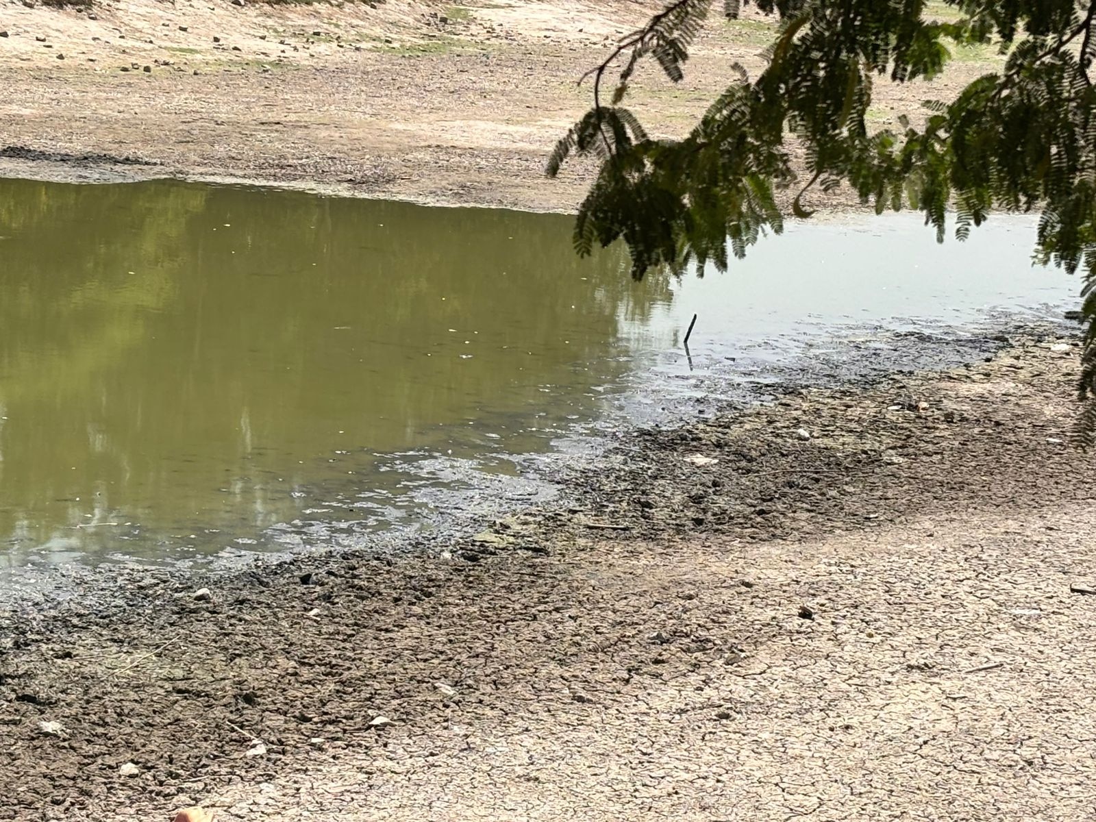 Patches of dried, cracked mud line the shrinking edges of the lakebed under a canopy of trees, showing the extent of water depletion impacting local wildlife. (Photo: Shivani Sharma/India Today)