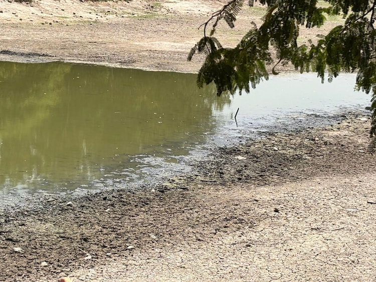 Patches of dried, cracked mud line the shrinking edges of the lakebed under a canopy of trees, showing the extent of water depletion impacting local wildlife. (Photo: Shivani Sharma/India Today)
