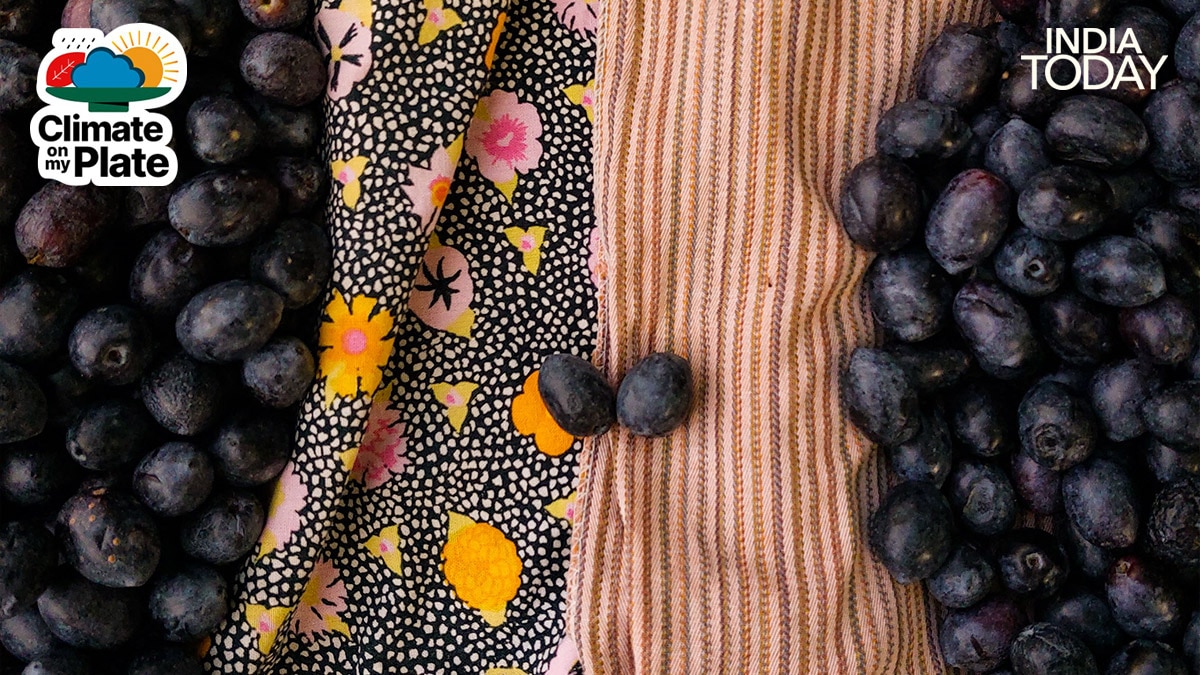 Viral claims that jamun abundance predicts drought reflects real plant science, but botanists note the tree is responding to past dry conditions rather than forecasting future ones. (Photo: Unsplash/Pexels)