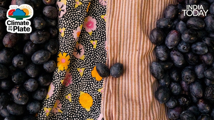 Viral claims that jamun abundance predicts drought reflects real plant science, but botanists note the tree is responding to past dry conditions rather than forecasting future ones. (Photo: Unsplash/Pexels)