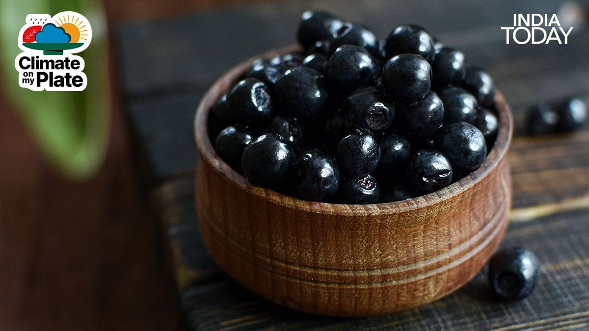 A close-up of ripe jamun fruits, their deep purple skin glistening. The colour comes from anthocyanins, powerful antioxidant pigments that give jamun its health properties and have made it a subject of growing scientific interest. (Photo: Unsplash/Pexels)
