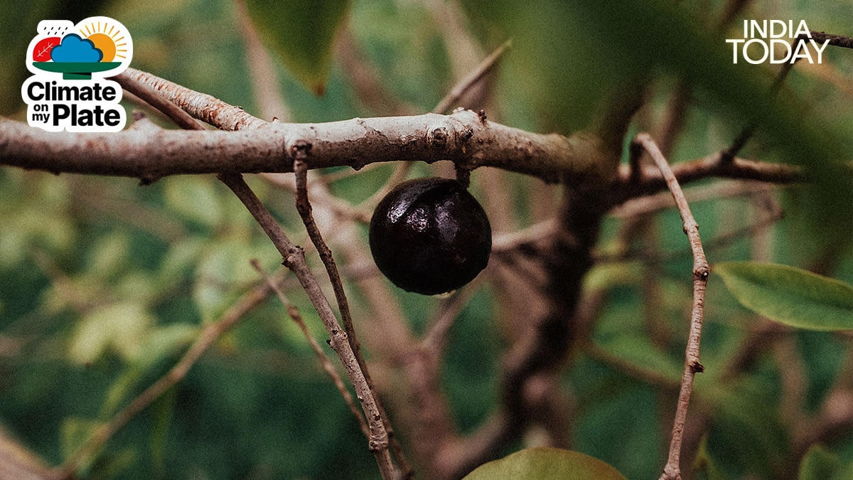 Jamun season peaks between May and July across most of India, but the abundance and quality of the 2026 crop has been exceptional by any measure. (Photo: Unsplash/Pexels)
