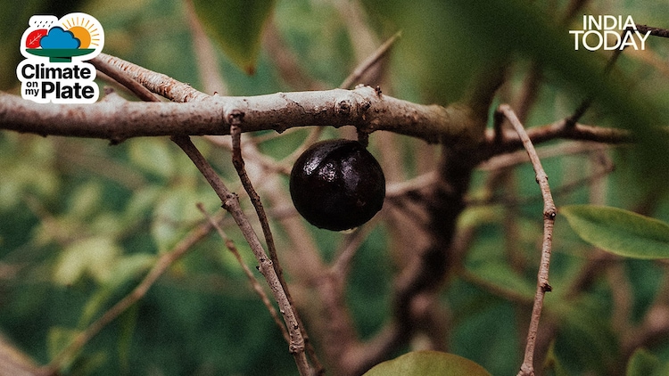 Jamun season peaks between May and July across most of India, but the abundance and quality of the 2026 crop has been exceptional by any measure. (Photo: Unsplash/Pexels)