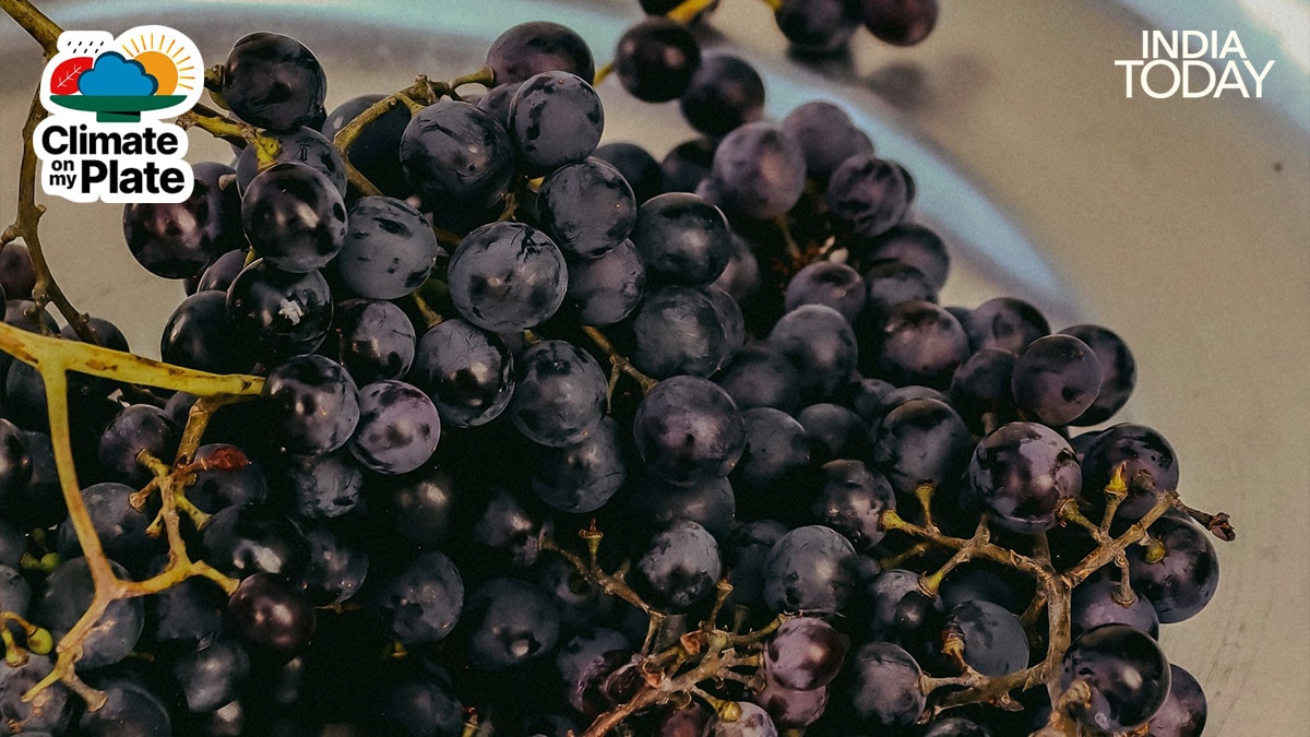 Trees that barely produced last year are delivering bumper crops in 2026, a pattern botanists link to favorable dry conditions during the March to April flowering window. (Photo: Unsplash/Pexels)