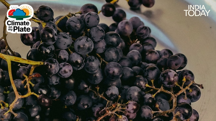 Trees that barely produced last year are delivering bumper crops in 2026, a pattern botanists link to favorable dry conditions during the March to April flowering window. (Photo: Unsplash/Pexels)