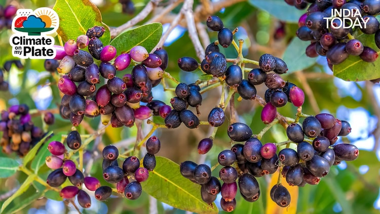 The same erratic dry spring conditions that frustrated farmers waiting for rain created ideal pollination conditions for jamun trees across the country. (Photo: Unsplash/Pexels)