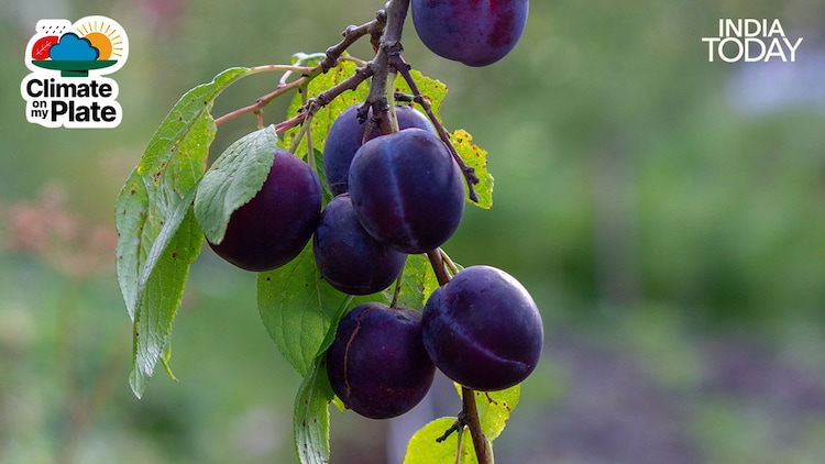 Jamun fruits at various stages of ripening, from green to pink to deep purple. The fruit develops rapidly after flowering, moving through its colour stages within weeks before reaching peak ripeness. (Photo: Unsplash/Pexels)